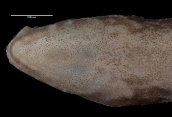 Media type: image;   Herpetology R-73901